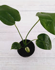 Monstera Deliciosa Mint