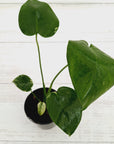 Monstera Deliciosa Mint