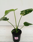 Monstera Deliciosa Mint
