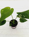 Monstera Deliciosa Mint