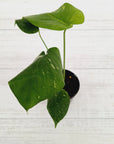 Monstera Deliciosa Mint