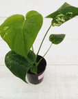 Monstera Deliciosa Mint