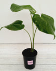 Monstera Deliciosa Mint