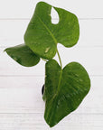 Monstera Deliciosa Mint