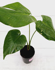Monstera Deliciosa Mint