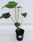 Monstera Deliciosa Mint