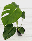 Monstera Deliciosa Mint