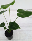 Monstera Deliciosa Mint