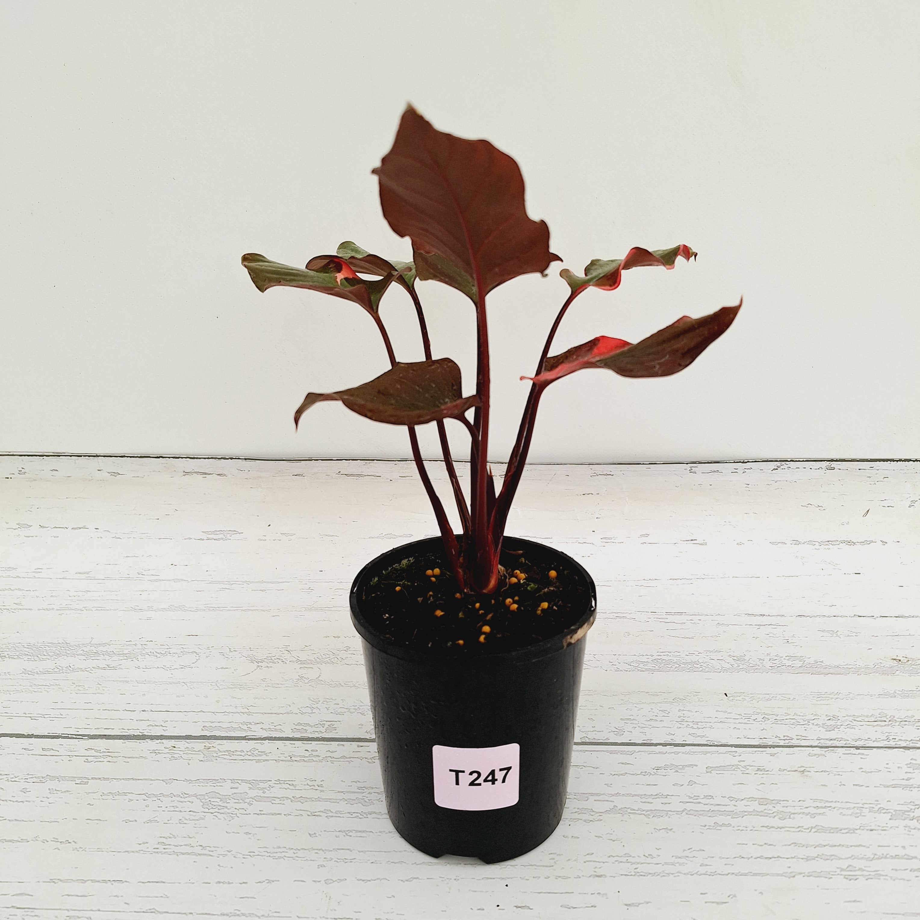 Homalomena rubescens Flaming Red Variegata