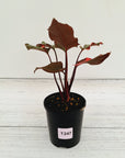 Homalomena rubescens Flaming Red Variegata
