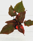 Homalomena rubescens Flaming Red Variegata