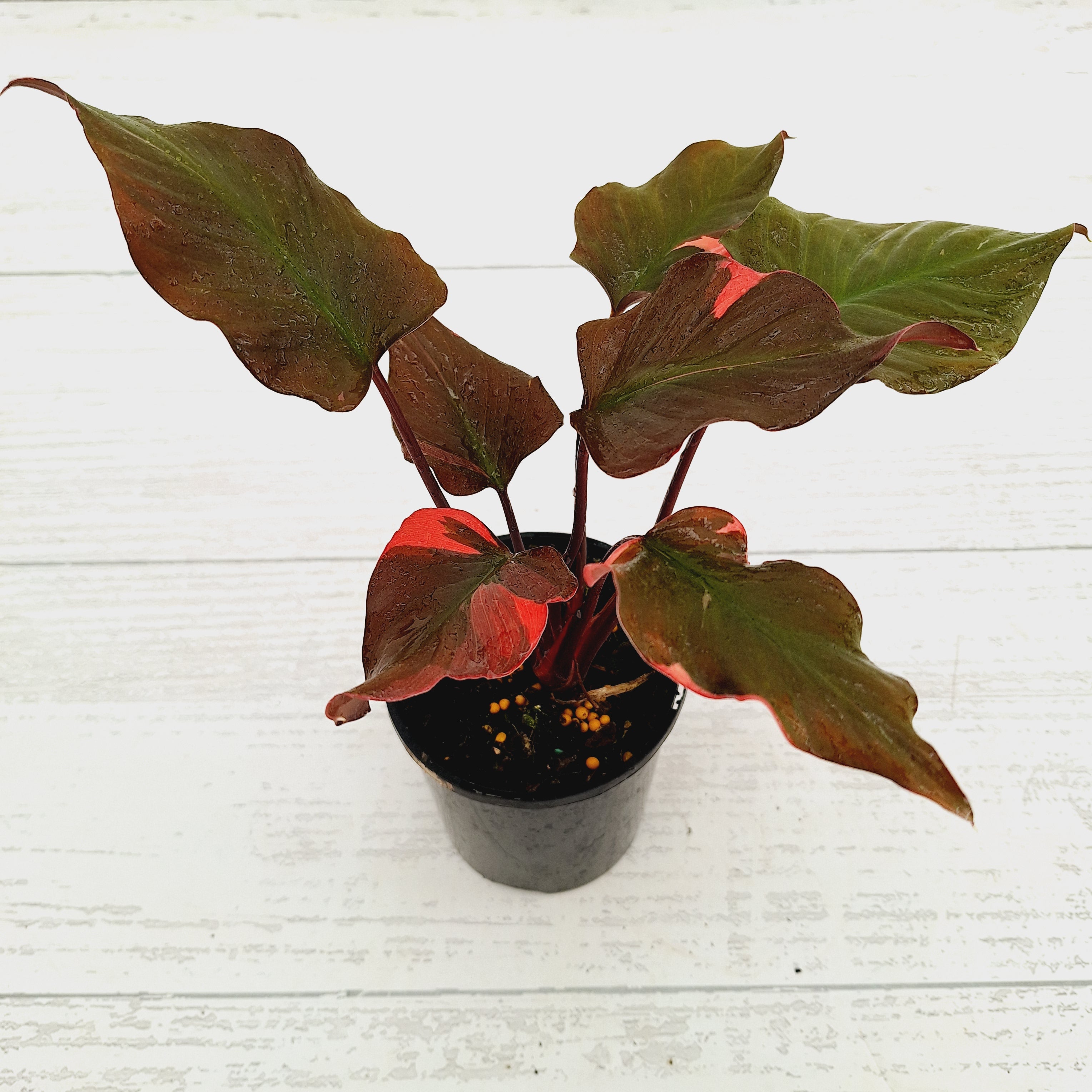Homalomena rubescens Flaming Red Variegata