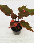 Homalomena rubescens Flaming Red Variegata