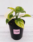 Homalomena rubescens Variegata