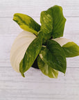 Homalomena rubescens Variegata