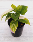 Homalomena rubescens Variegata