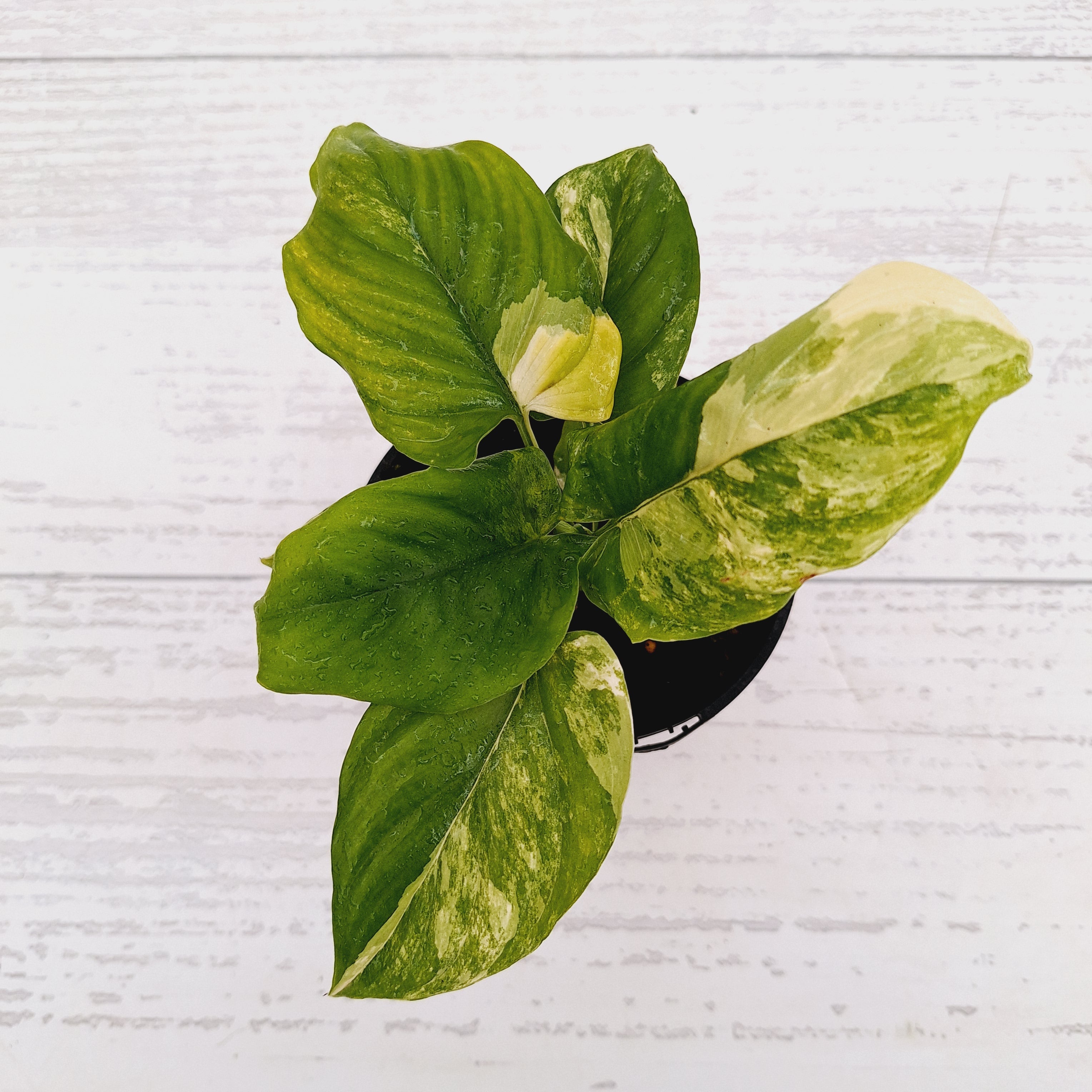 Homalomena rubescens Variegata