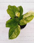 Homalomena rubescens Variegata