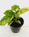 Homalomena rubescens Variegata