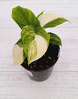 Homalomena rubescens Variegata