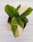 Homalomena rubescens Variegata