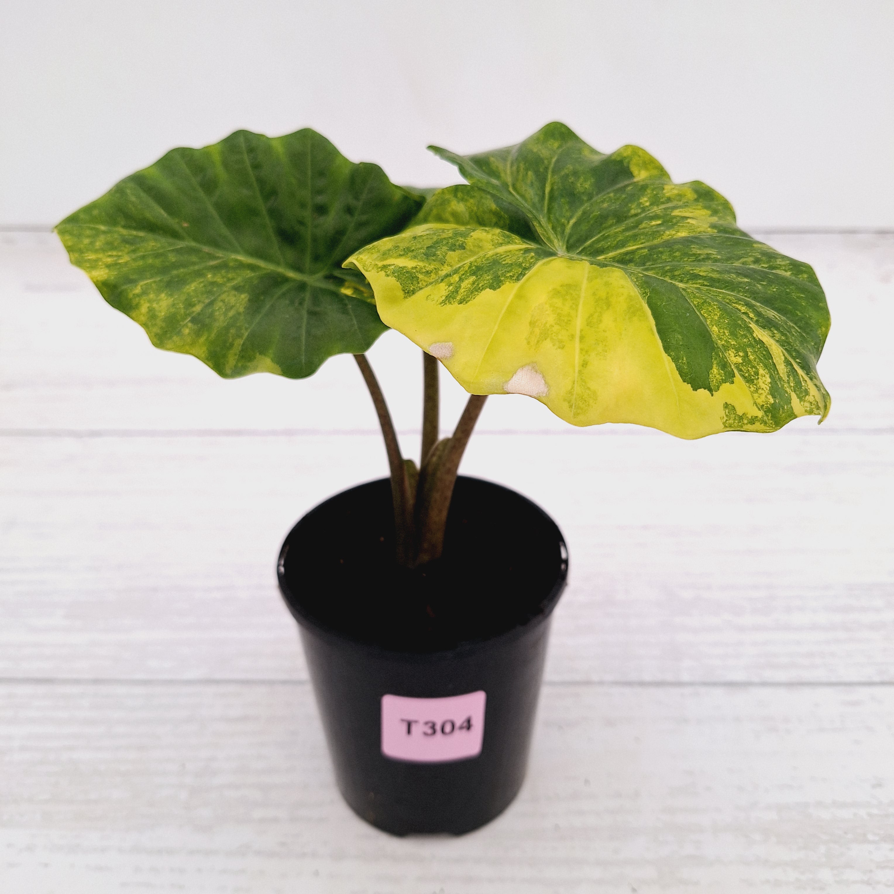 Alocasia Portora Variegata – Enliven Plants