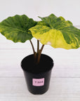 Alocasia Portora Variegata