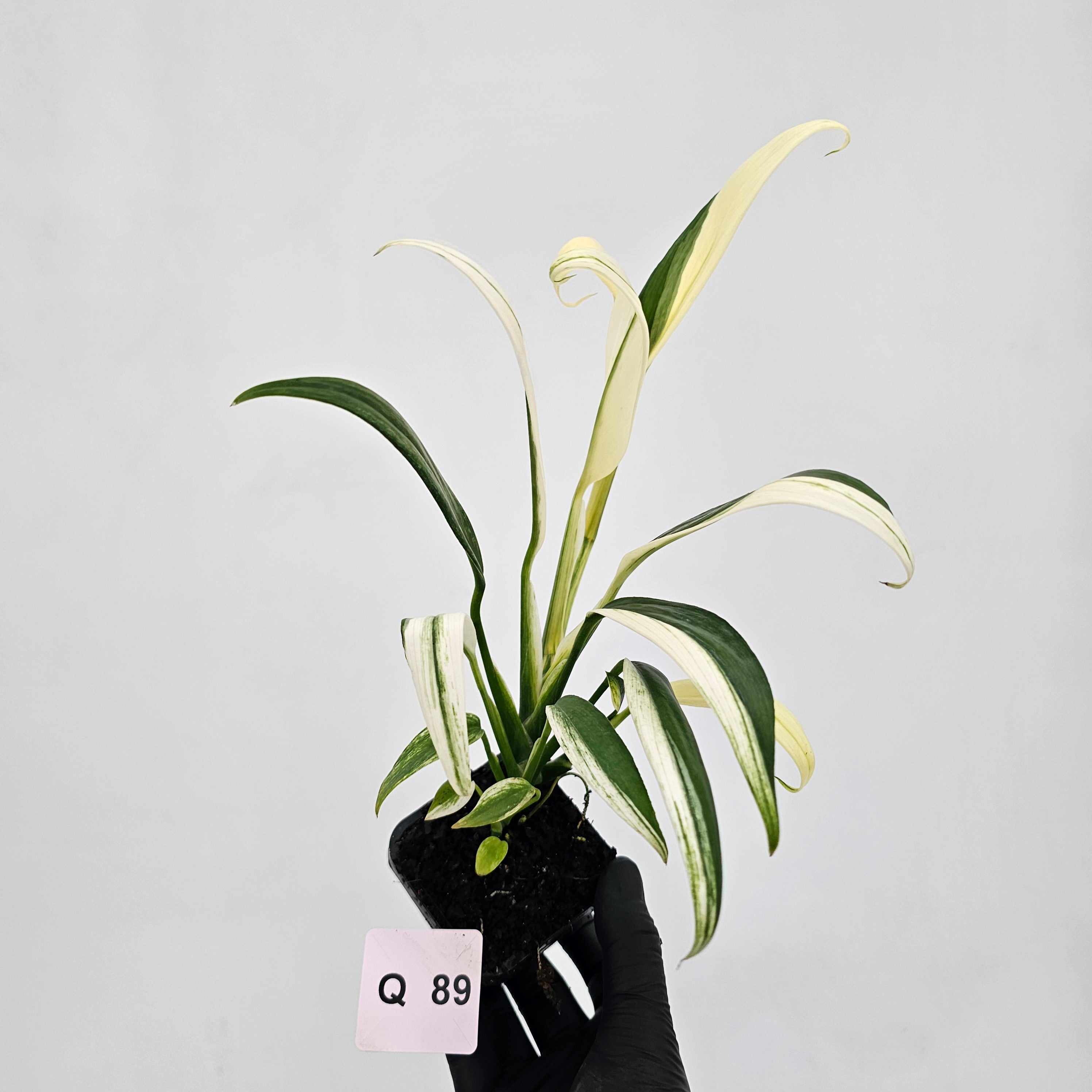 Epipremnum amplissimum variegata