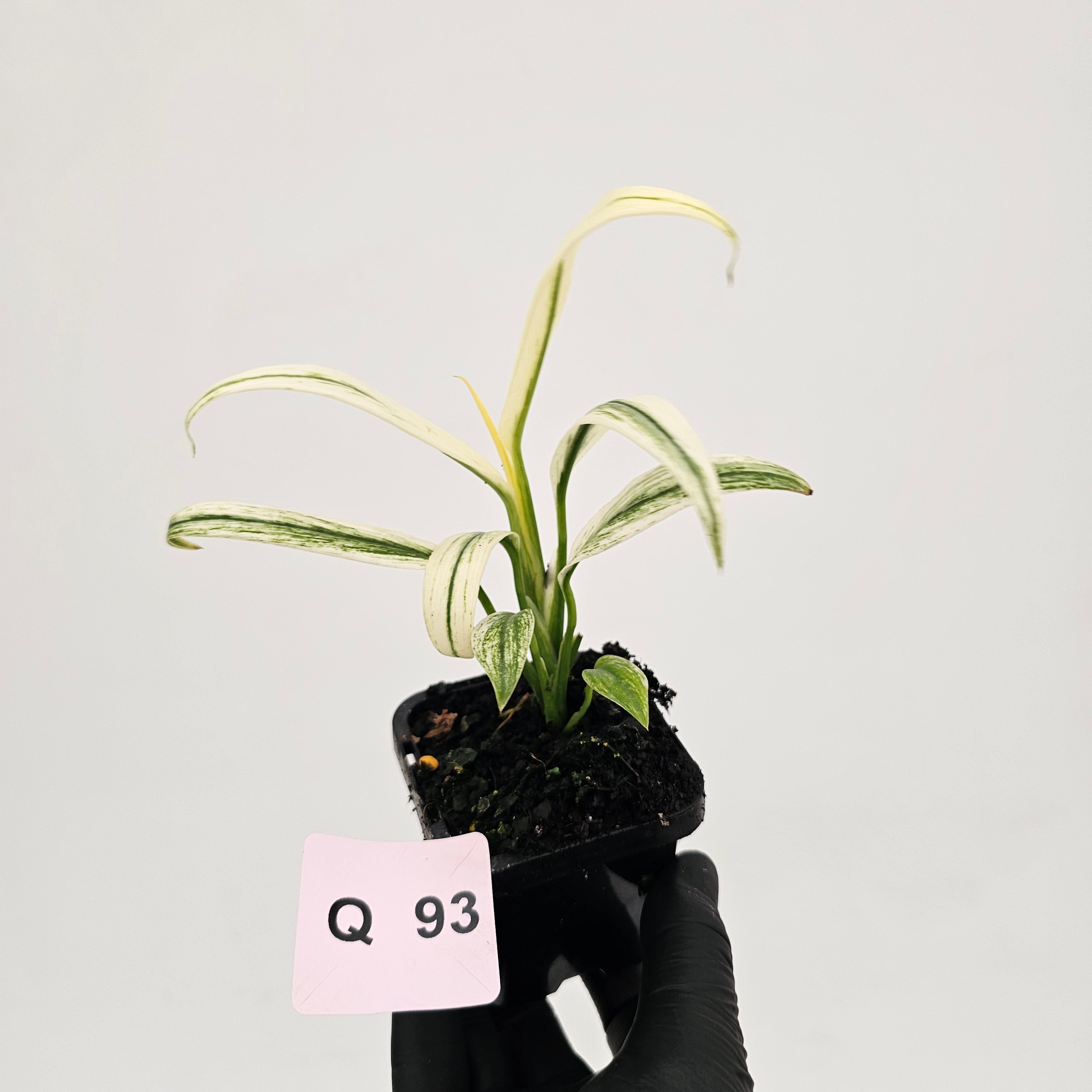 Epipremnum amplissimum variegata