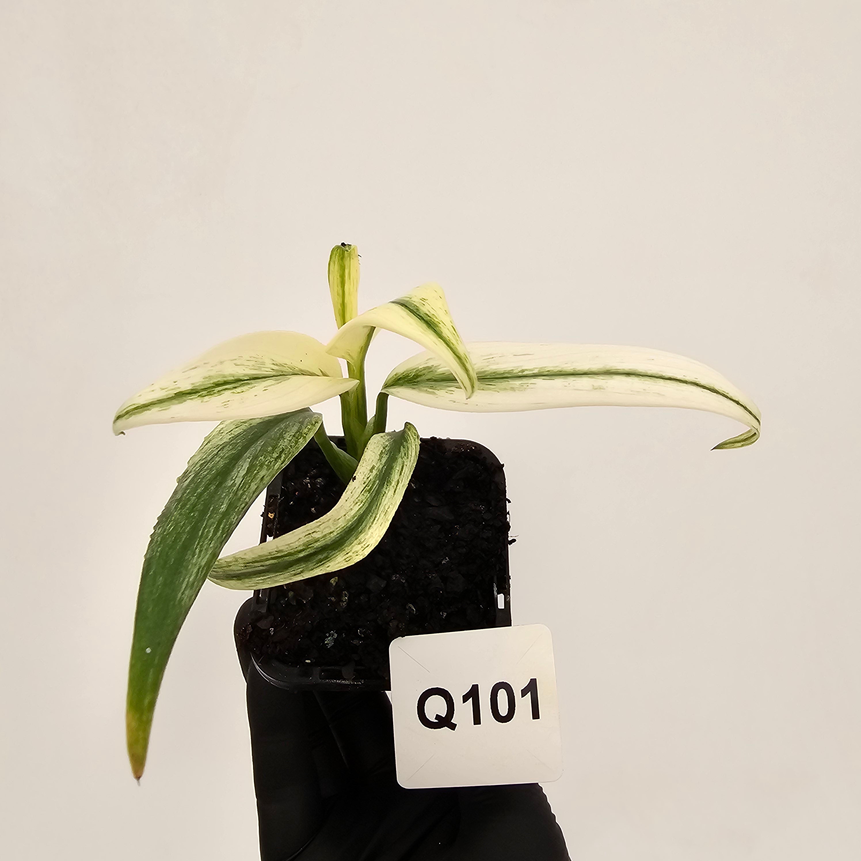 Epipremnum amplissimum variegata