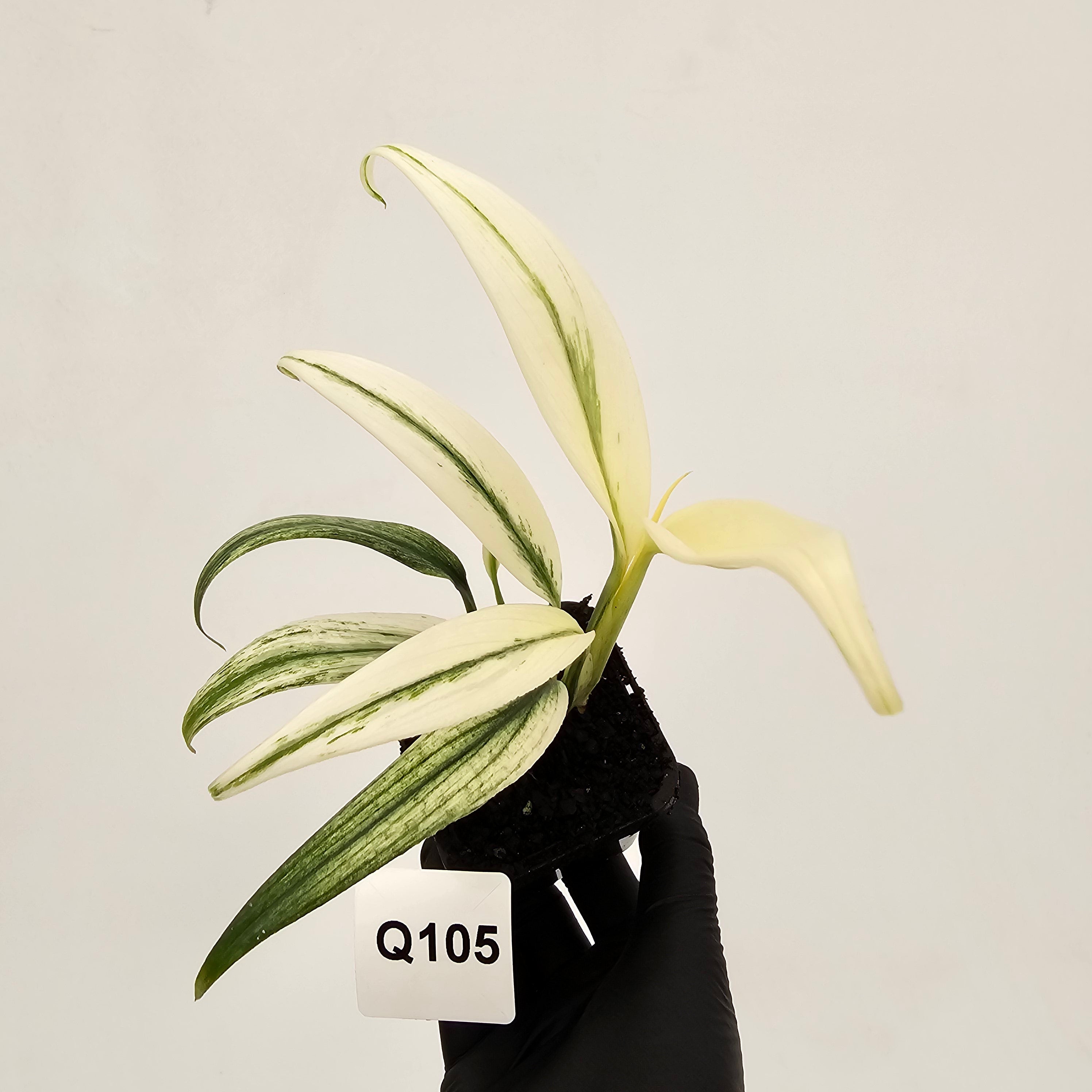 Epipremnum amplissimum variegata