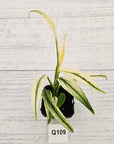 Epipremnum amplissimum variegata