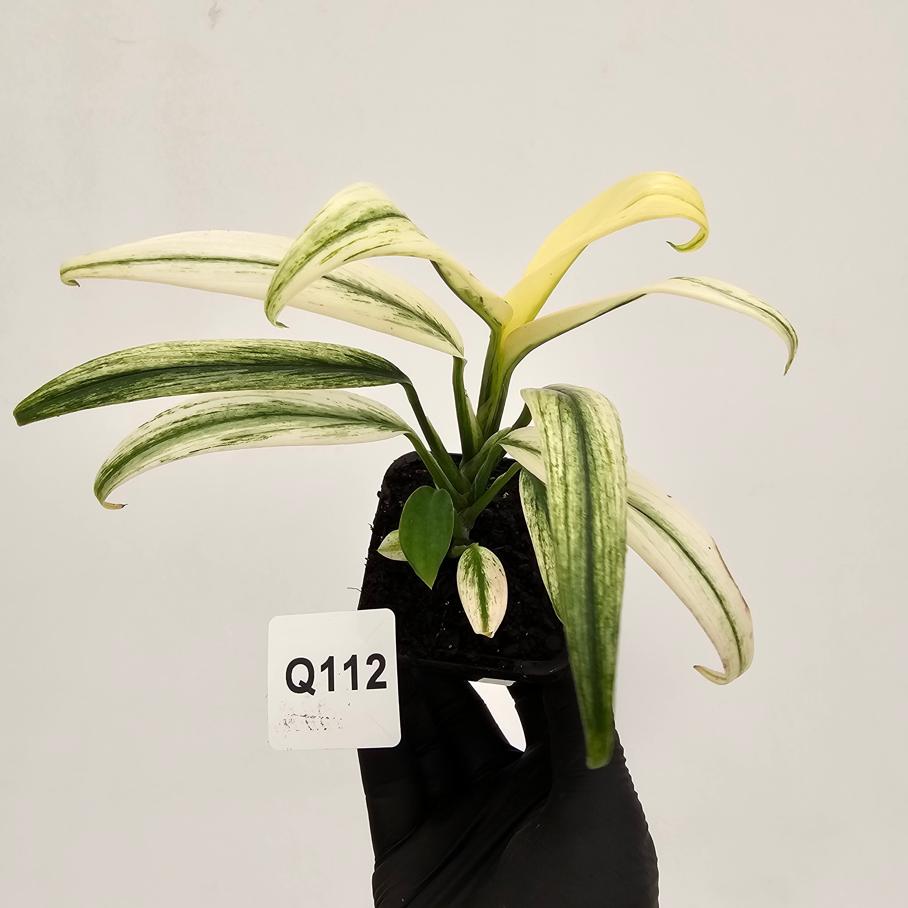 Epipremnum amplissimum variegata