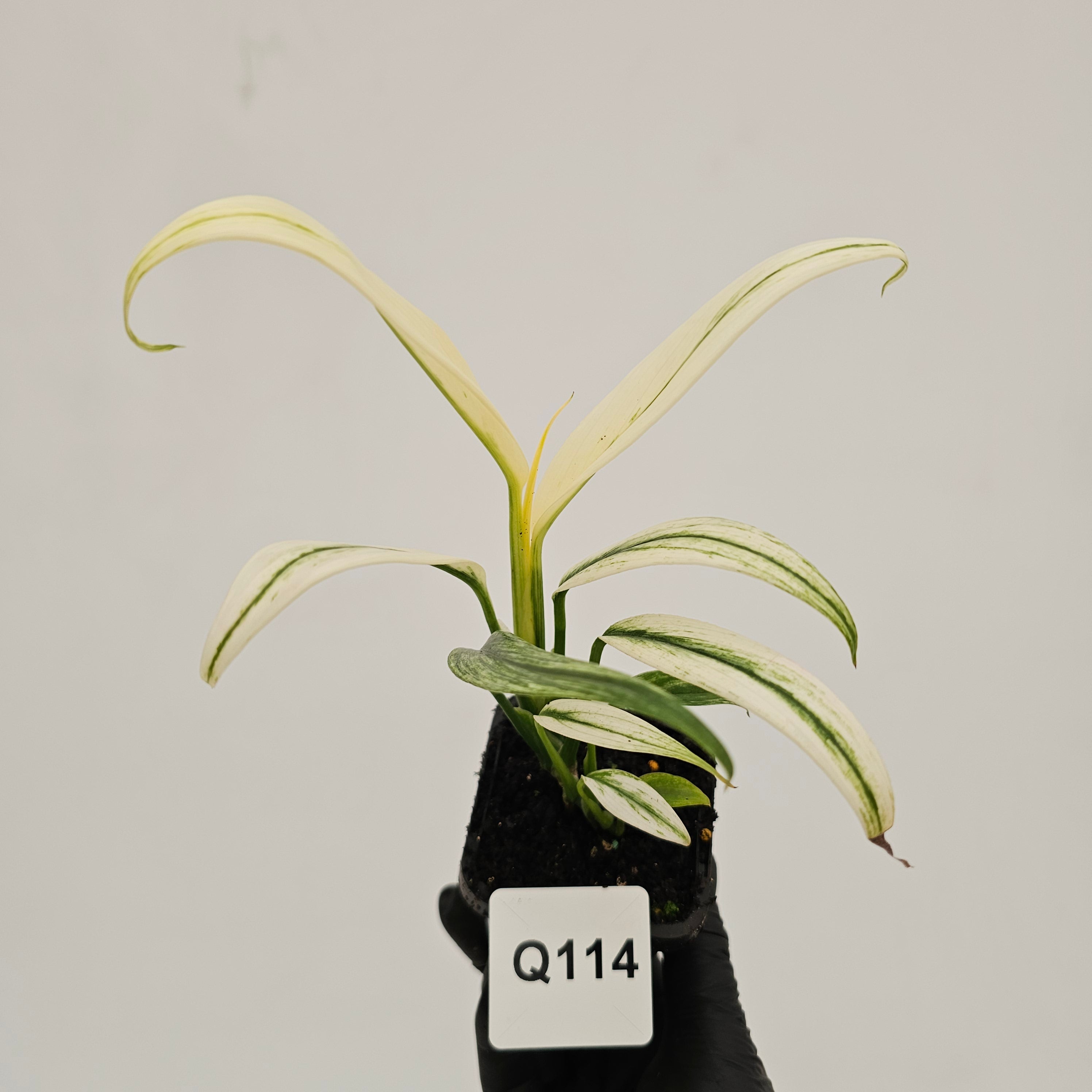 Epipremnum amplissimum variegata