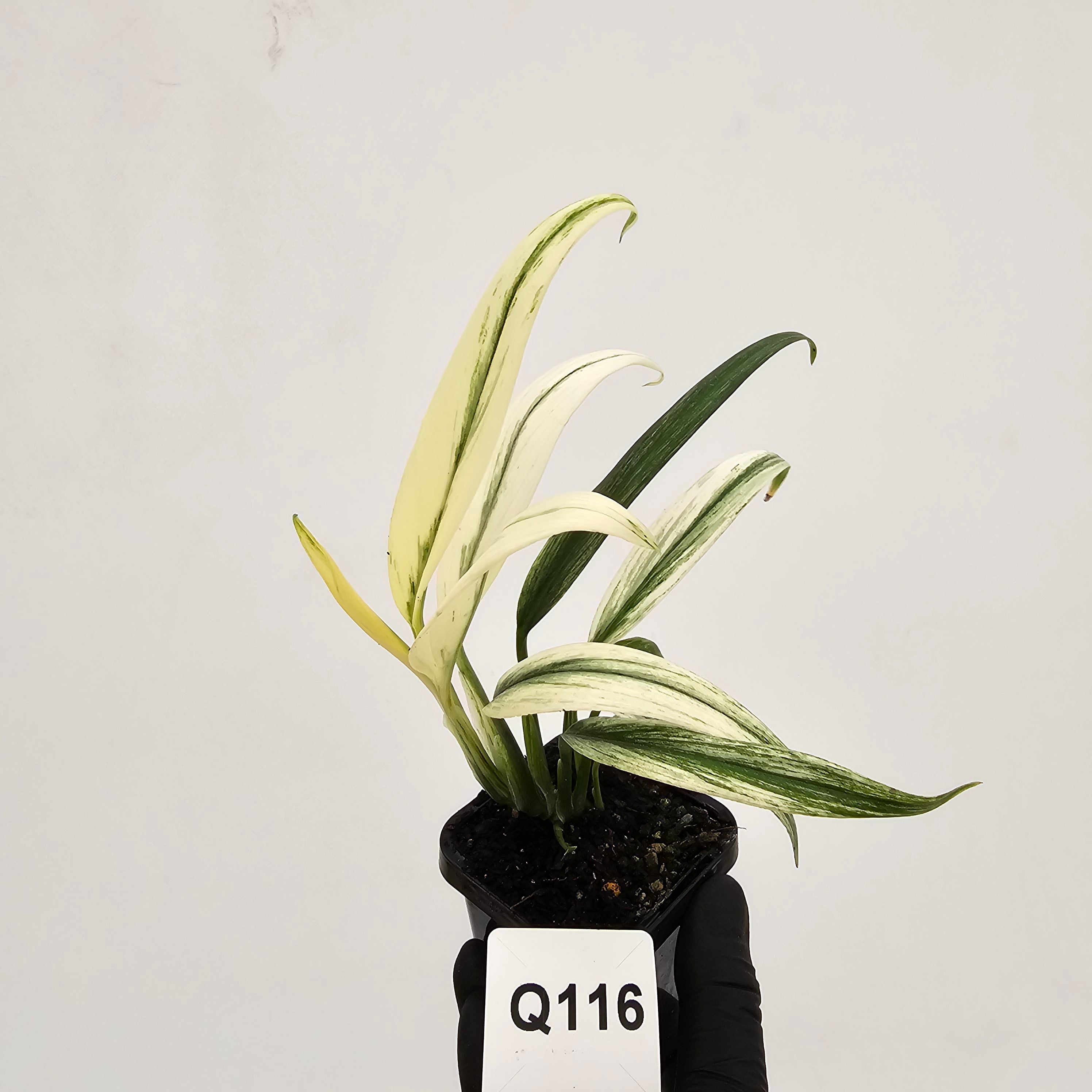 Epipremnum amplissimum variegata