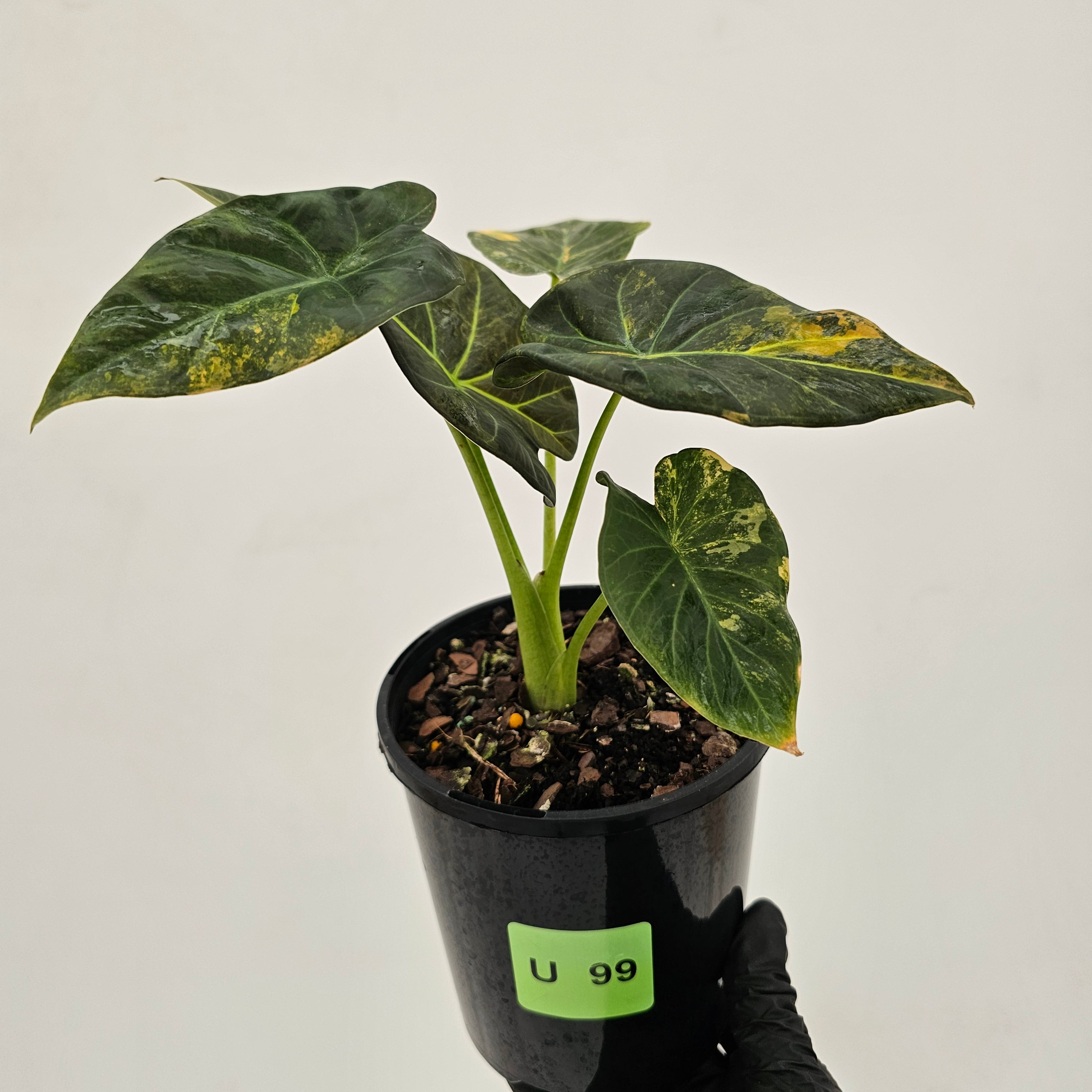 Alocasia 'Regal Shields'  variegata