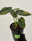 Alocasia 'Regal Shields'  variegata