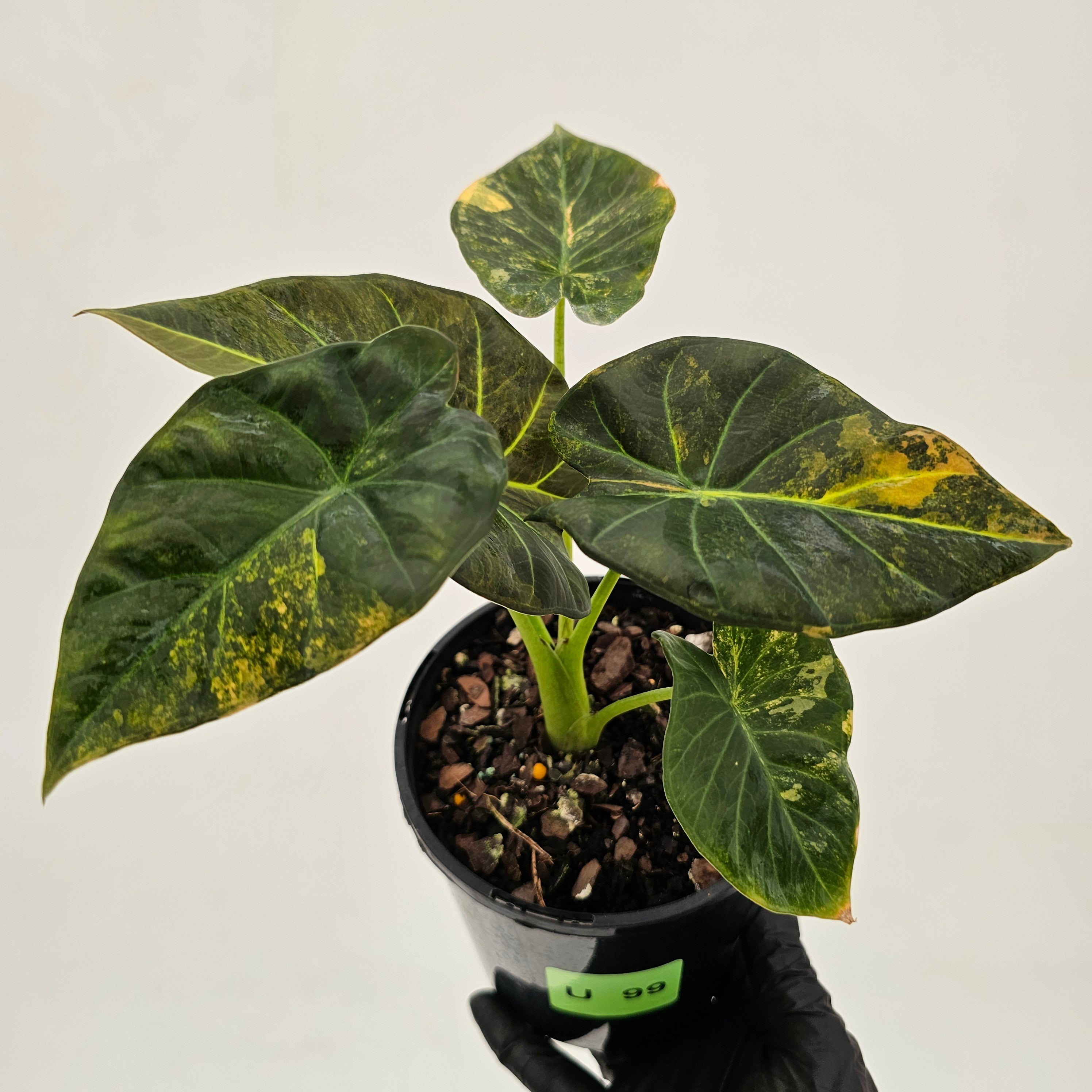 Alocasia 'Regal Shields'  variegata