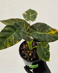 Alocasia 'Regal Shields'  variegata
