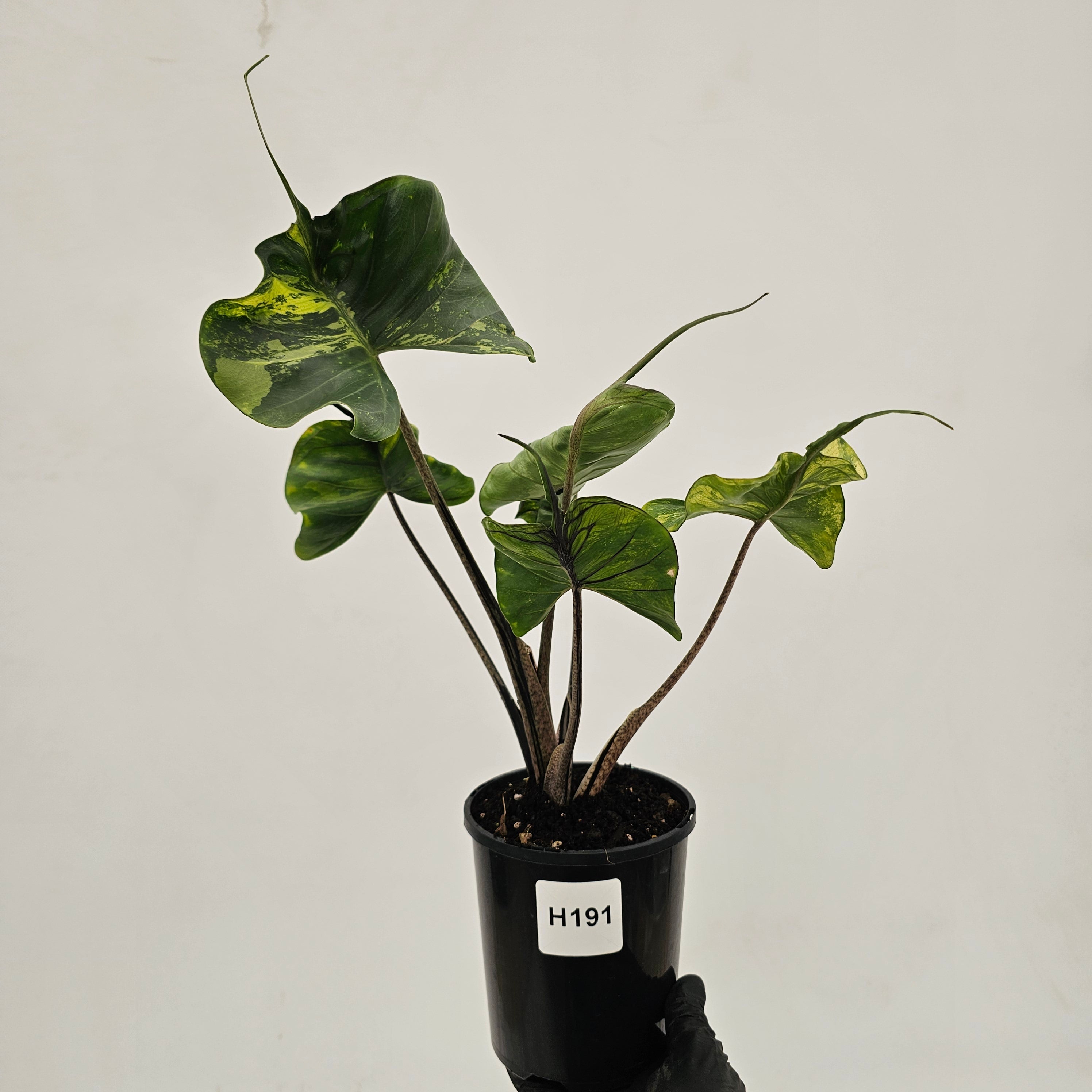 Alocasia macrorrhizos 'Stingray Aurea' Variegata