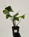 Alocasia macrorrhizos 'Stingray Aurea' Variegata