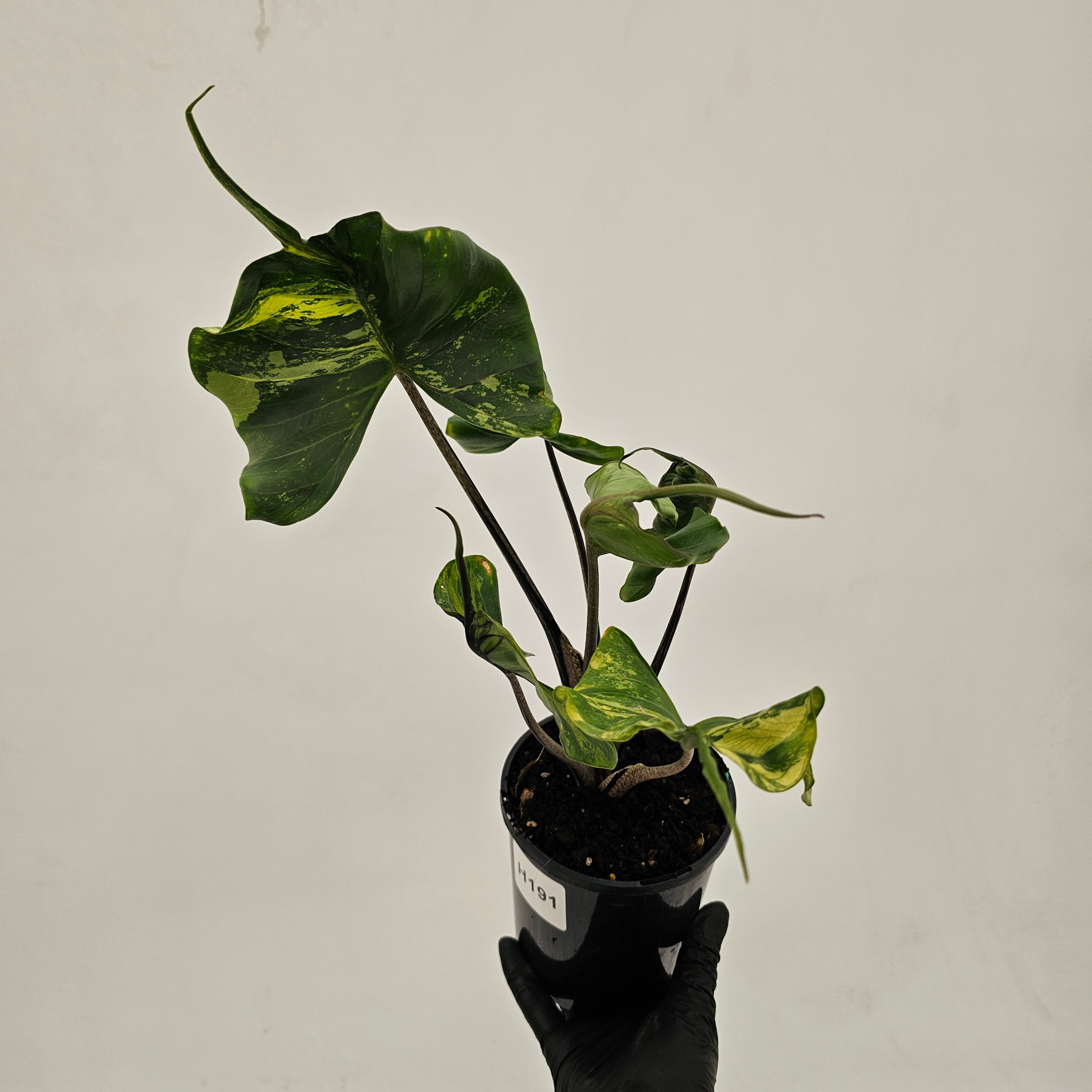 Alocasia macrorrhizos 'Stingray Aurea' Variegata