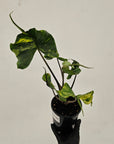 Alocasia macrorrhizos 'Stingray Aurea' Variegata