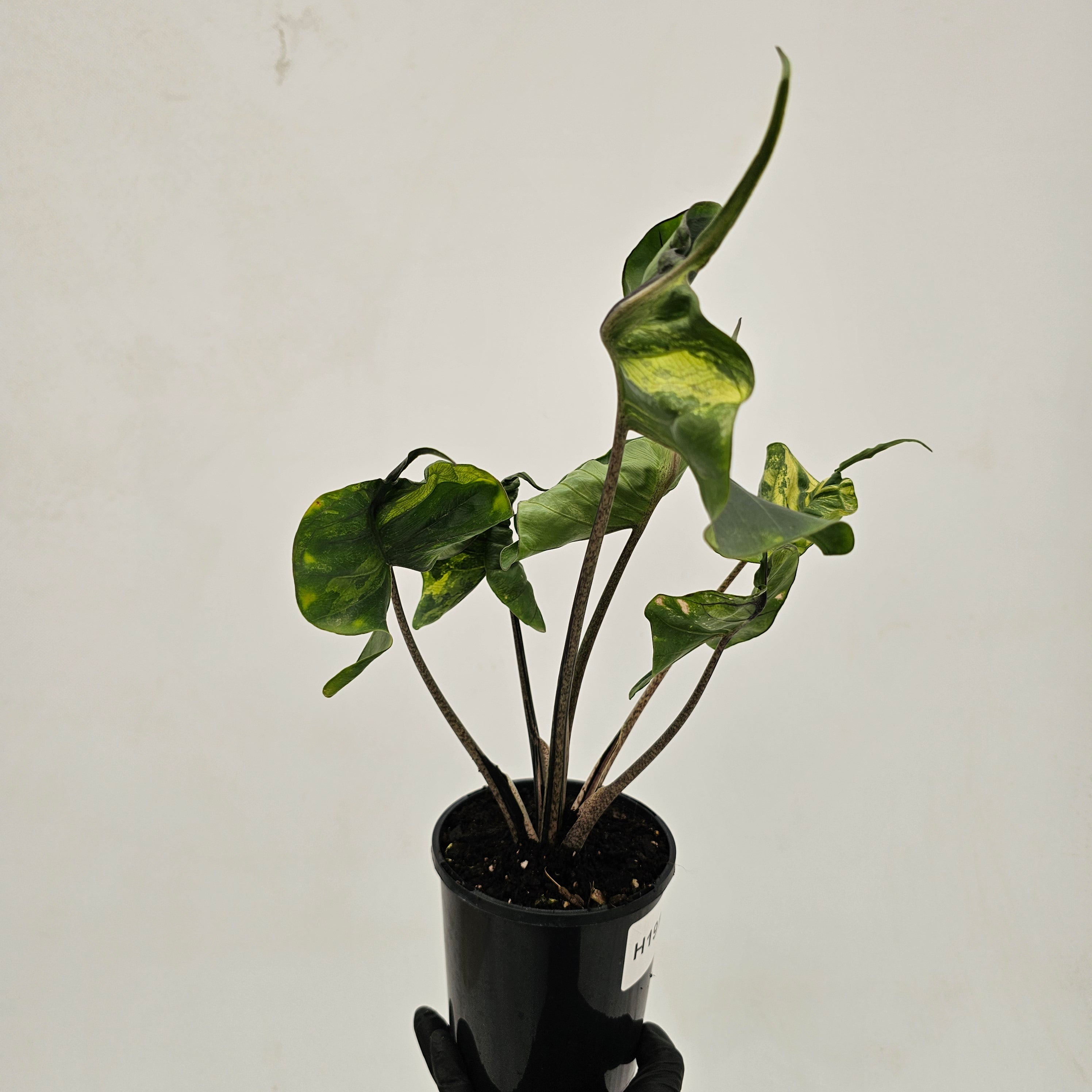 Alocasia macrorrhizos 'Stingray Aurea' Variegata