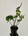 Alocasia macrorrhizos 'Stingray Aurea' Variegata