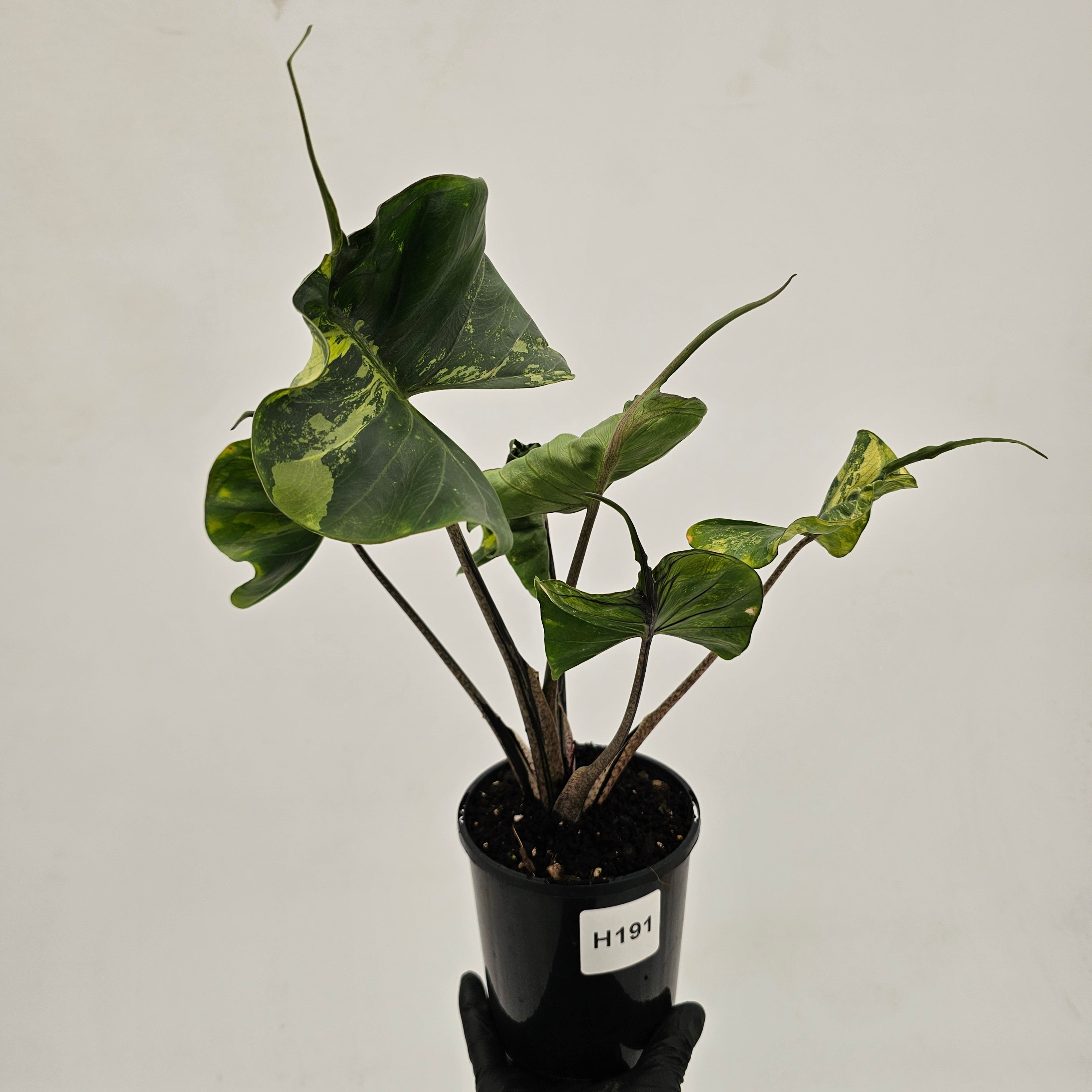 Alocasia macrorrhizos 'Stingray Aurea' Variegata