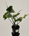 Alocasia macrorrhizos 'Stingray Aurea' Variegata