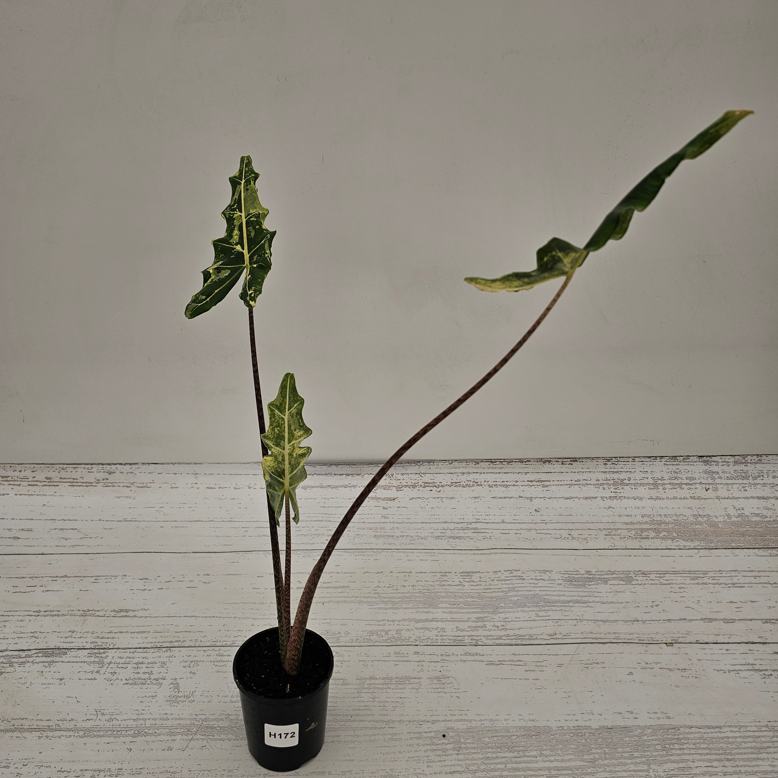 Alocasia sarian variegata