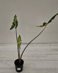 Alocasia sarian variegata