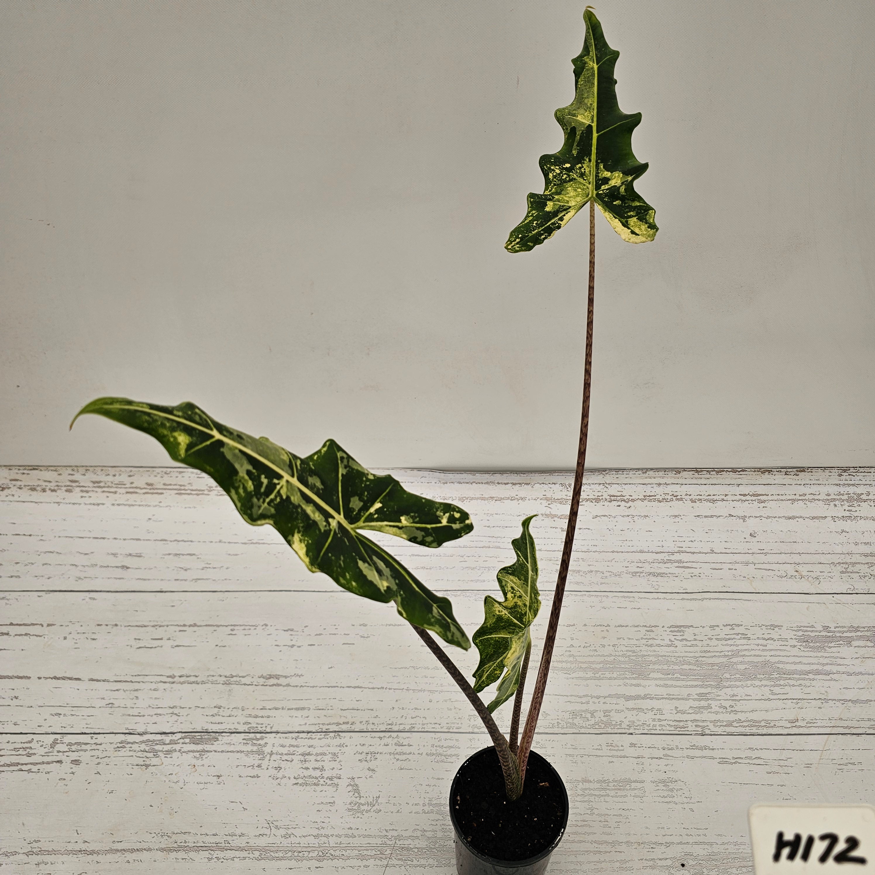 Alocasia sarian variegata